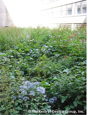 photo of native plants on Minneapolis City Hall green roof, Minneapolis, MN