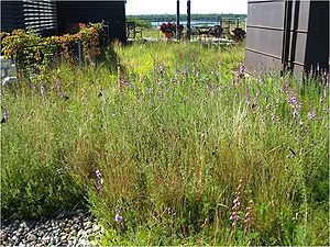 image of Edgewater green roof